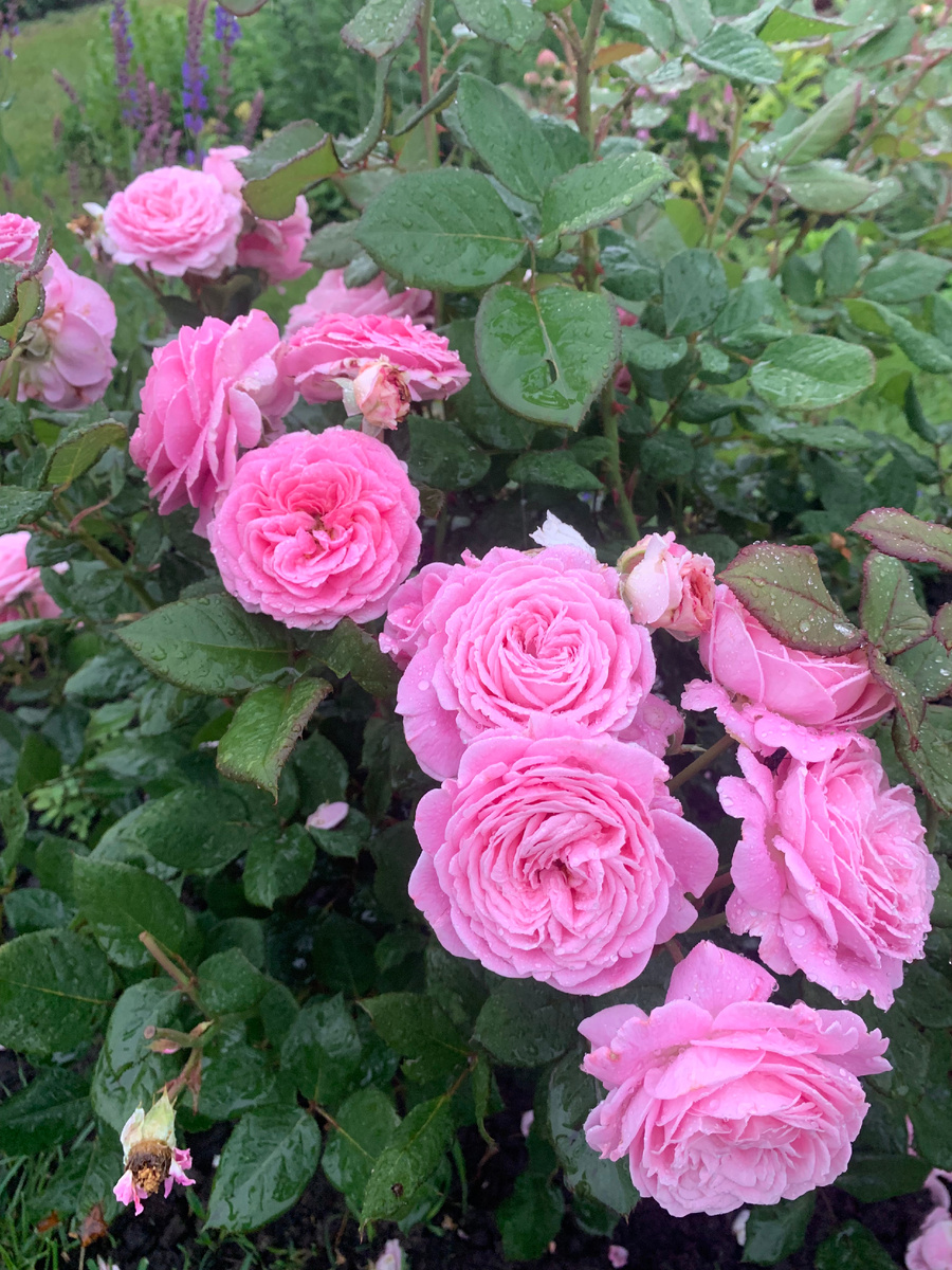 роза Графиня Мария Генриетта, в галереи 3 фото.