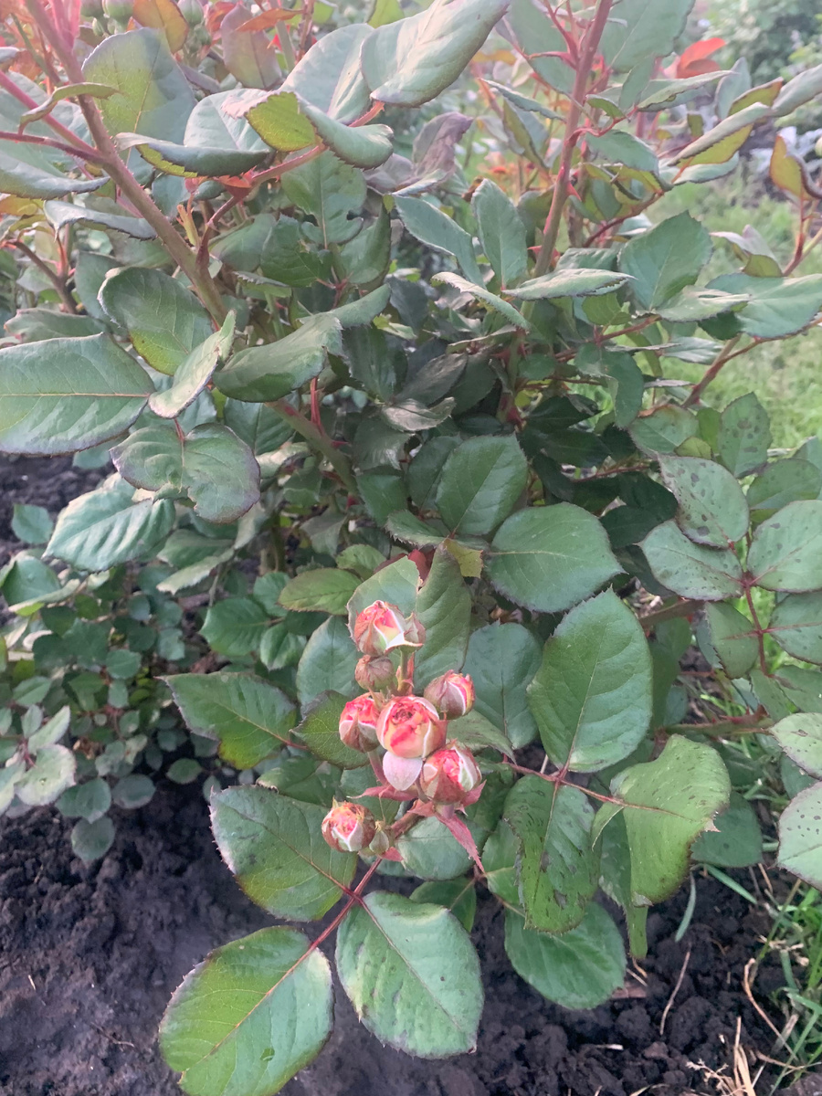 бутоны в начале цветения