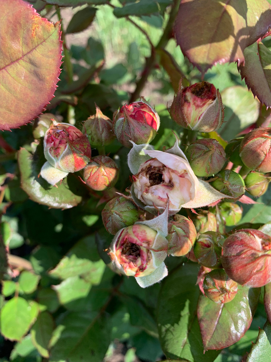 бутоны через 2 дня.