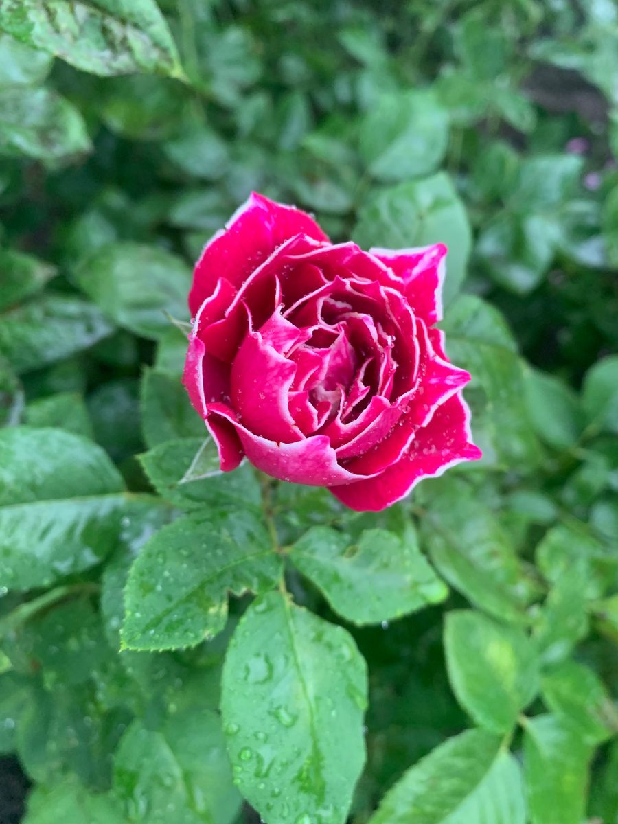 роза Барон Жиро де Лен, все фото автора