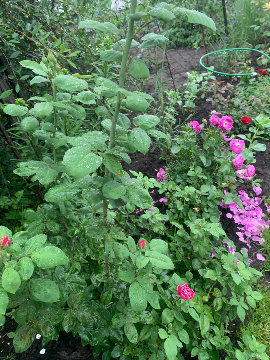 роза Барон Жиро де Лен, все фото автора.