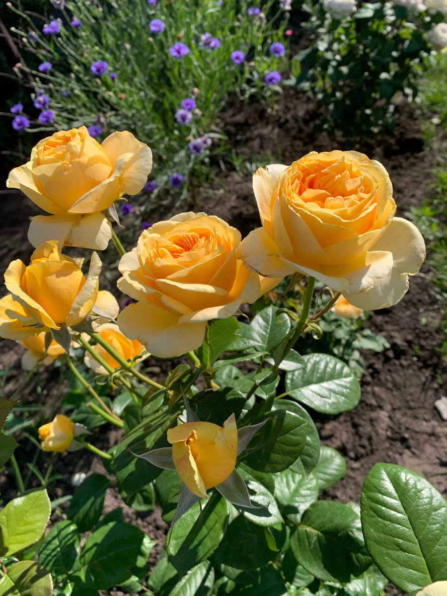 роза Кэндллайт, все фото автора