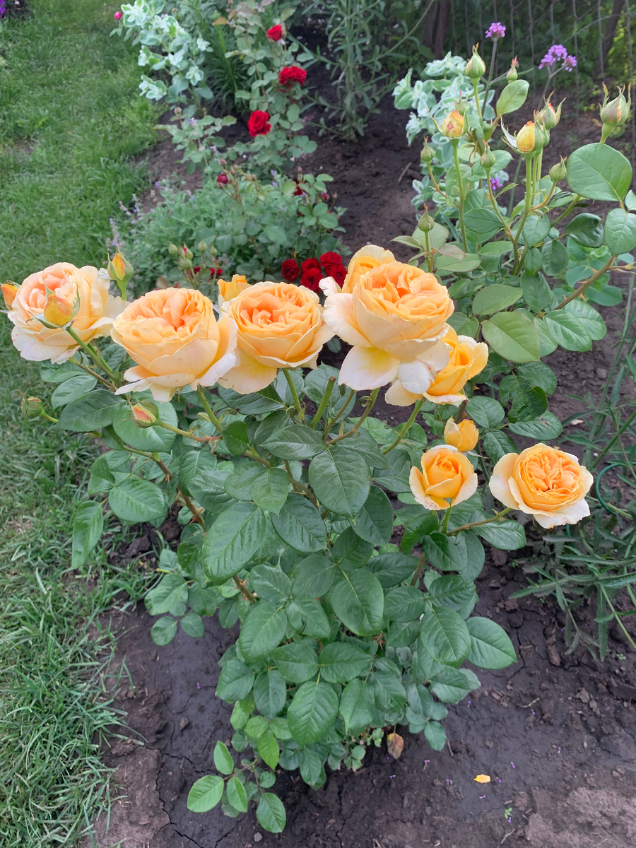 роза Кэндллайт, все фото автора.