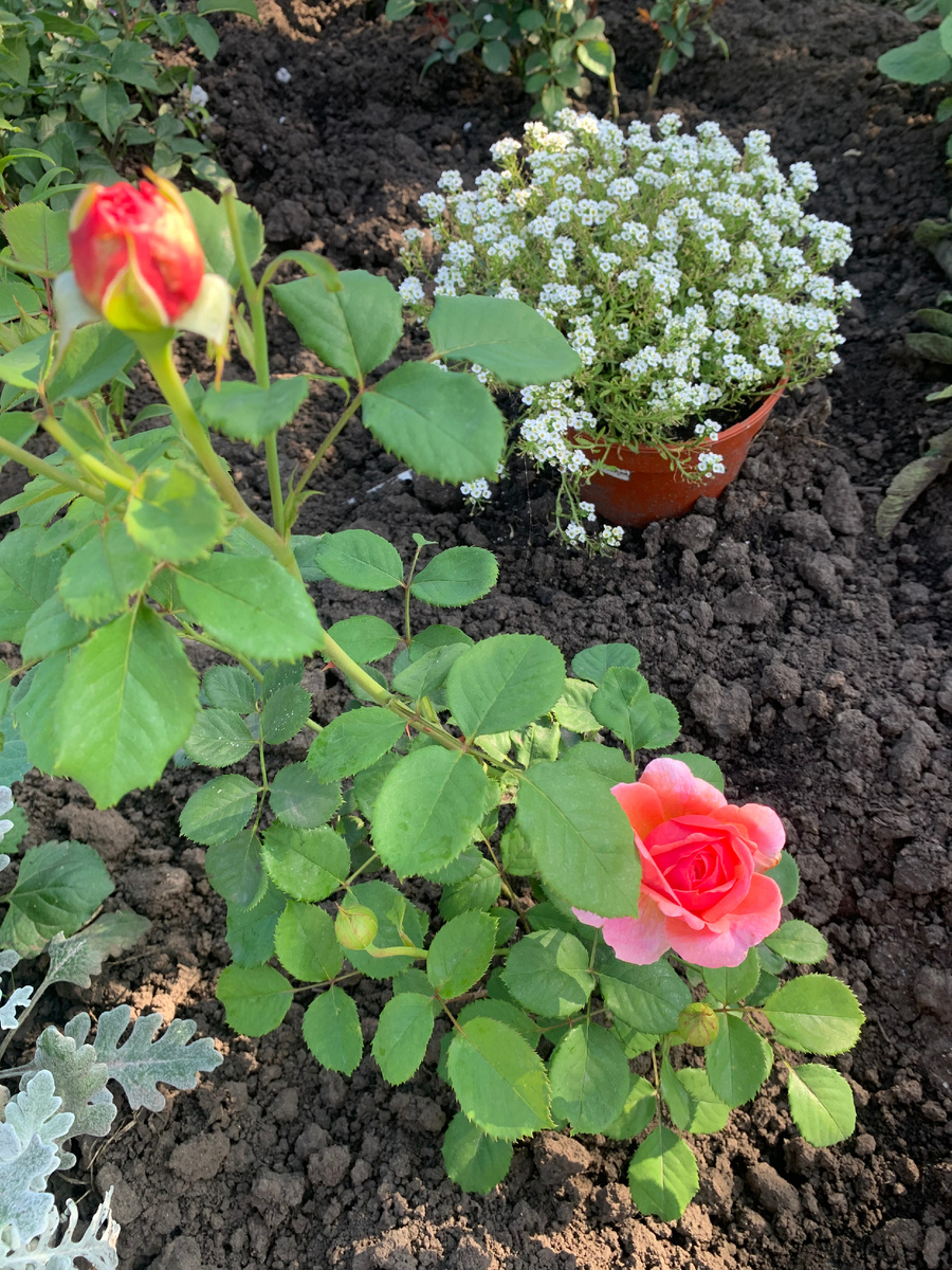 роза Принцесса Александра Кентская, все фото автора.