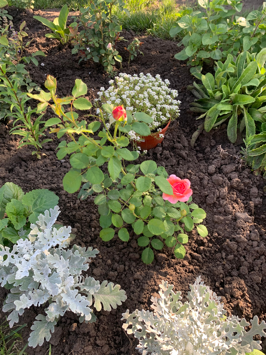 роза Принцесса Александра Кентская