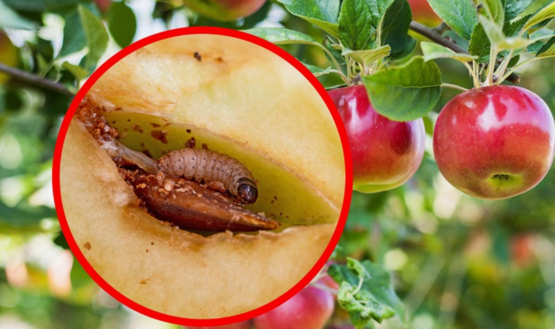 плодожорка