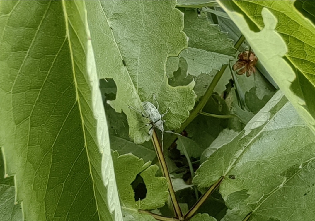 Вот он на кровохлёбке. 