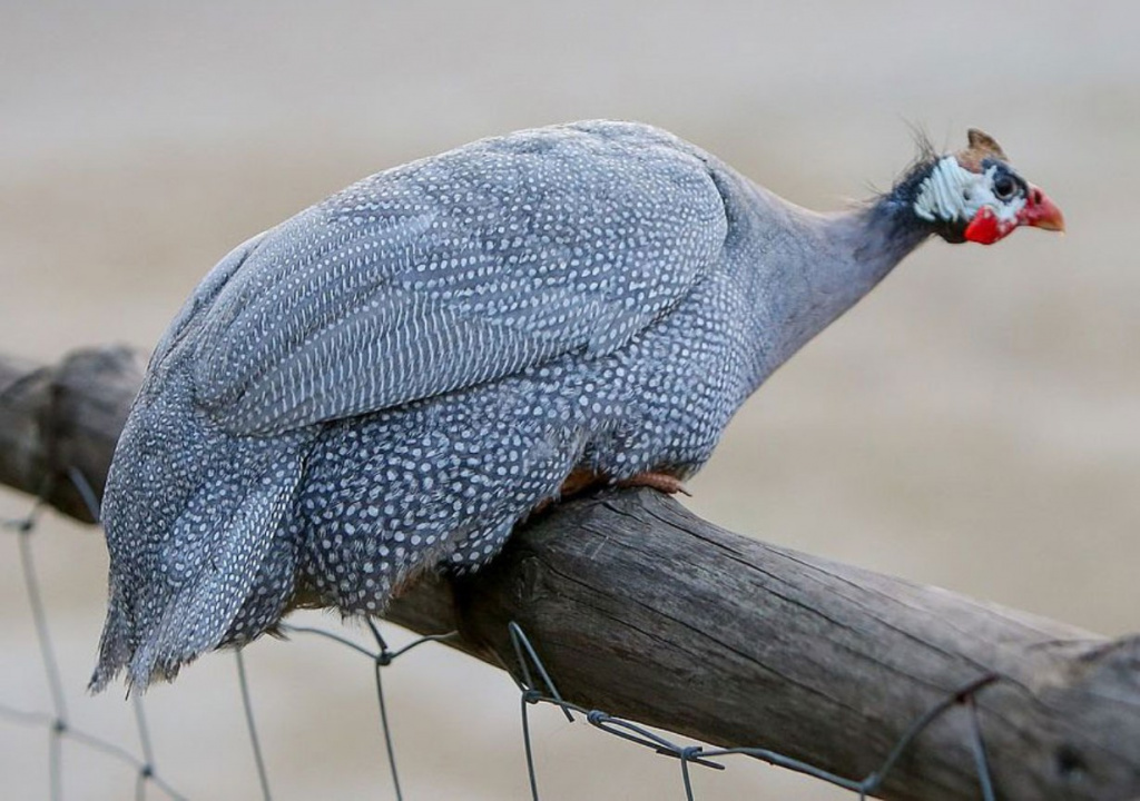 потому что соседи и давно