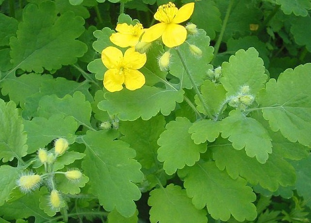 чистотел применение