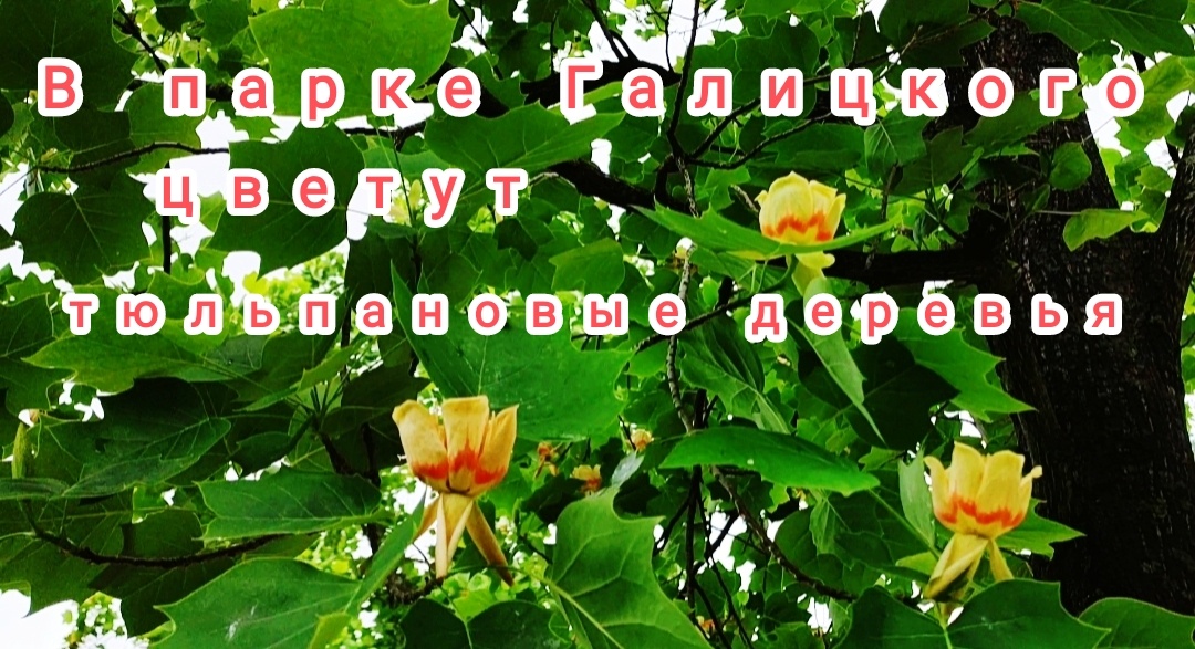 🌳🌸🌳🌸🌳🌸🌳