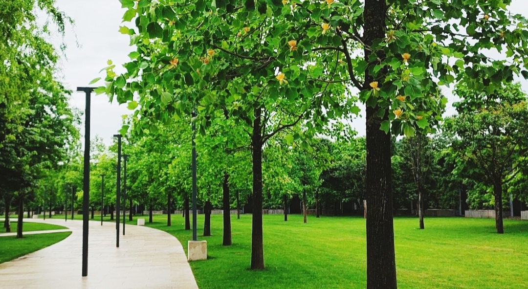 🌳🌸🌳🌸🌳🌸🌳