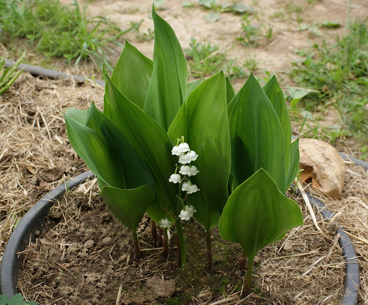 Символ первого мая – ландыш. Зацвёл, правда, только к концу месяца, но тут уж я бессильна. 