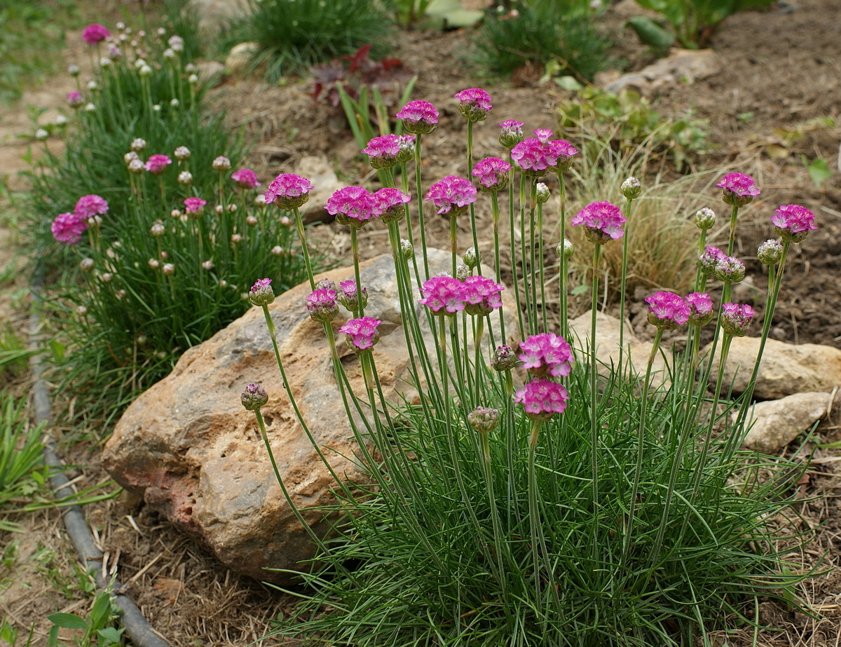 Армерия красивая зацвела к концу мая. 