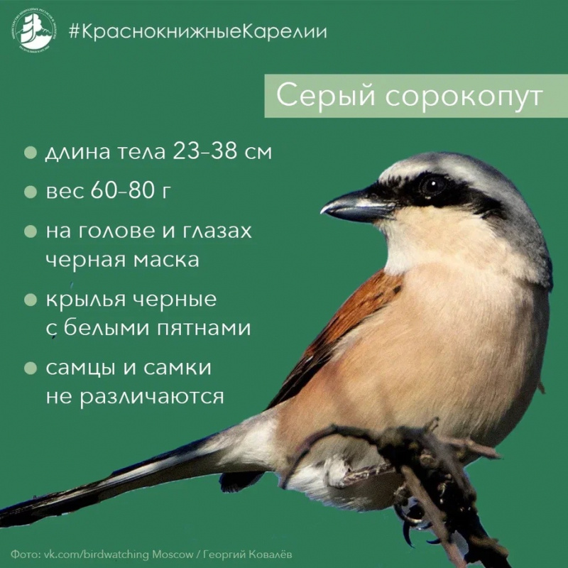    Минприроды рассказало о птице в маске, охотящейся в лесах Карелииminprirodyri.ru