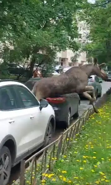    Фото: скриншот из видео в соцсети «Вконтакте» в паблике «Новости Купчино»