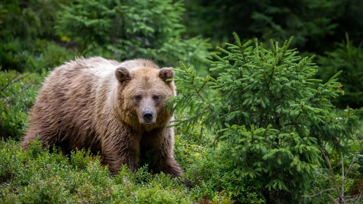    Фото: Volodymyr Burdiak/Shutterstock/Fotodom
