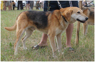 ОКРАС — ЭТО ПОРОДНЫЙ МАРКЕР ОБЩЕГО ВИДА