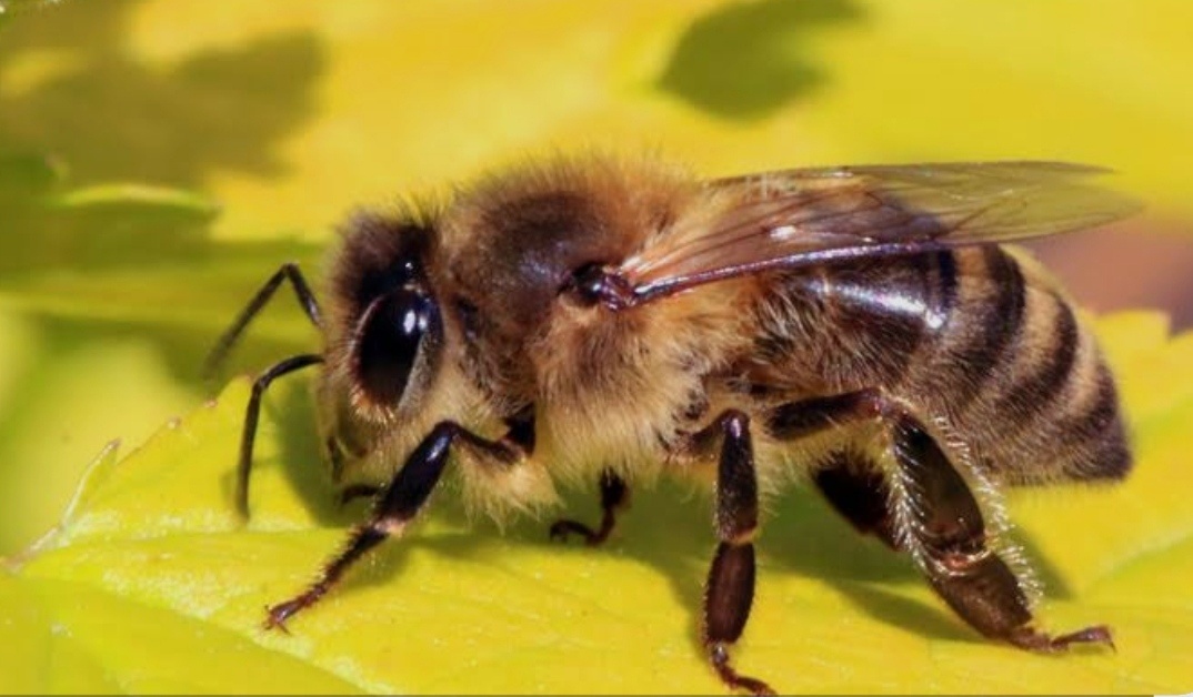 Хранители богатства