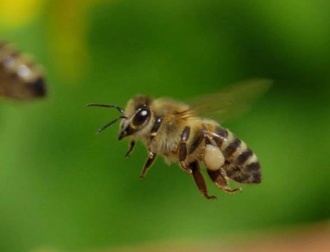 Баланс природы