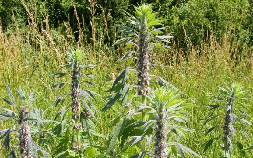  Пустырник или сердечная трава. Фото: wikipedia.org