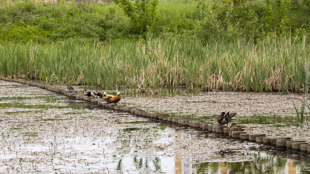 1. Утки на Передельцевском пруду © NickFW.ru — 30.05.2025г.
