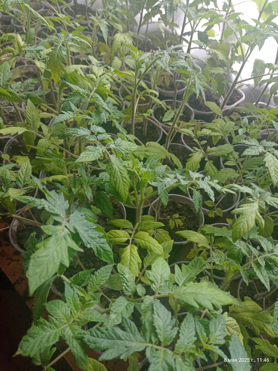 Бабушкины, спустя два дня после нормального полива