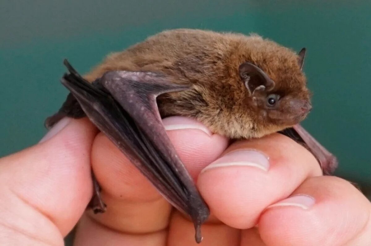    Грибок, вызывающий «синдром белого носа», оказался родом с Украины