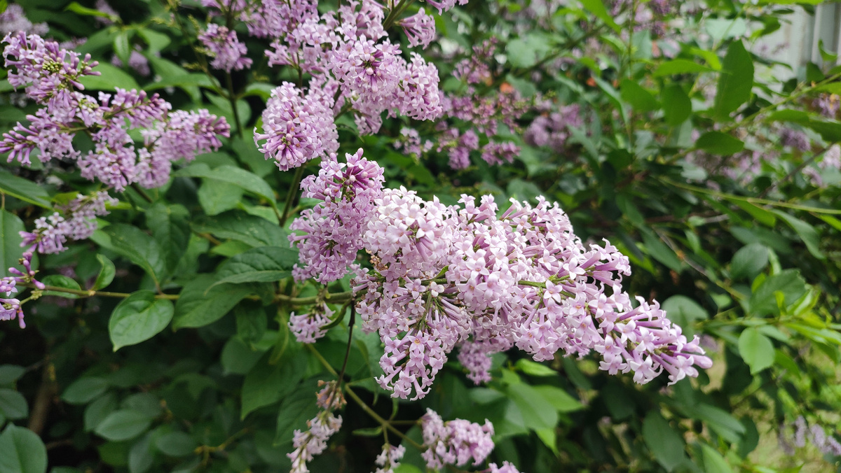Ходила у магазин. По дороге растёт сирень