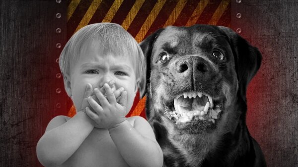 Опасные породы собак для детей: список из 5 видов. Фото © Shutterstock / FOTODOM / Tatiana Makotra, Aynur_sib, © Freepik / kjpargeter