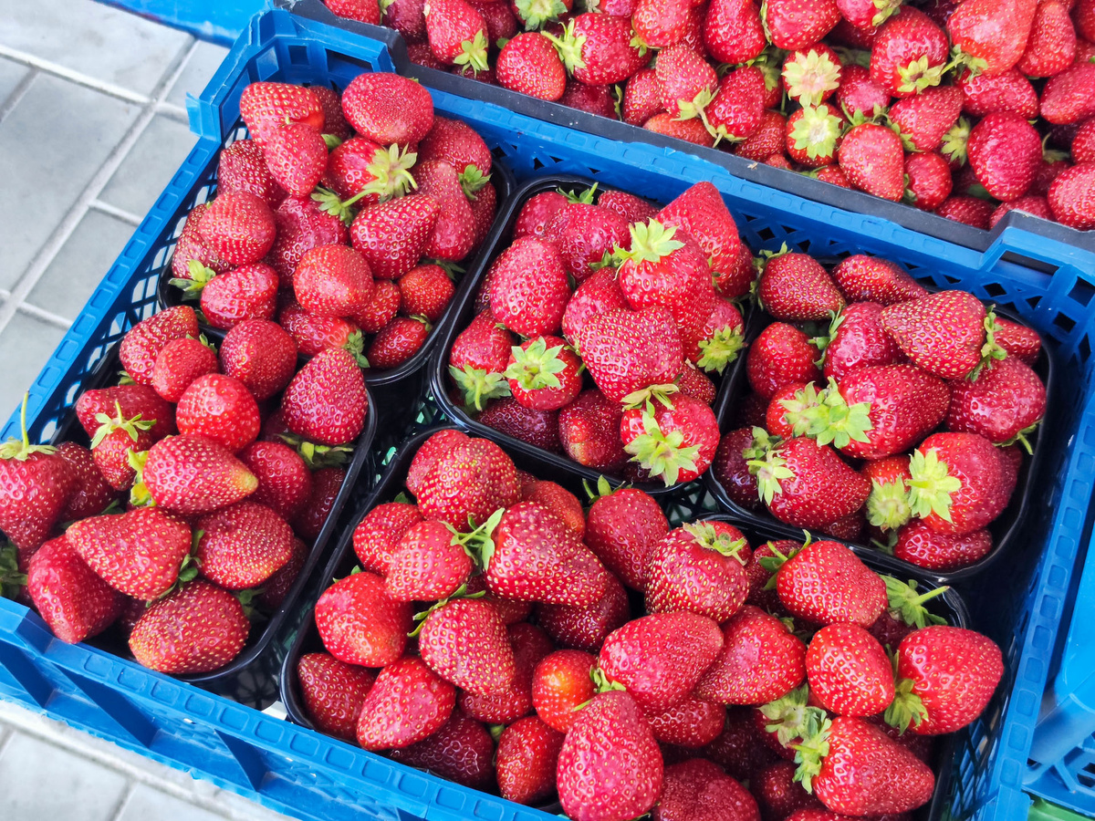 Главная опасность заключается в возможных токсинах.  Фото: ФедералПресс / Ксения Кобалия