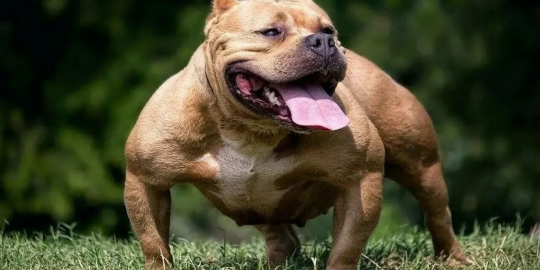 🐶 Собаки с самым сильным укусом в мире!