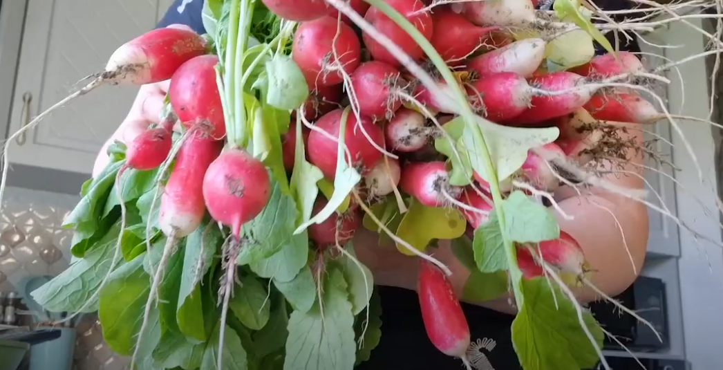 Фото Татьяны Семёновой. Большой урожай редиса. 