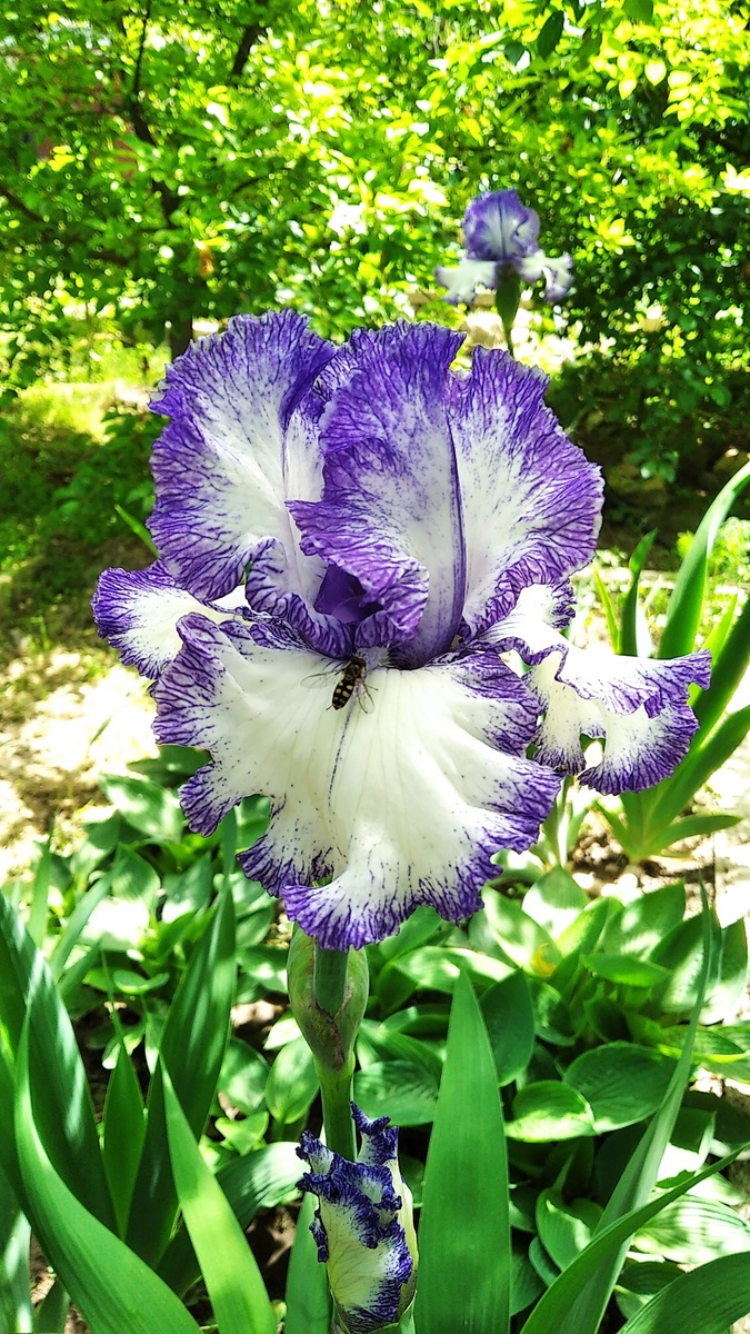 А это ирис, который радует меня ежегодно в моём саду