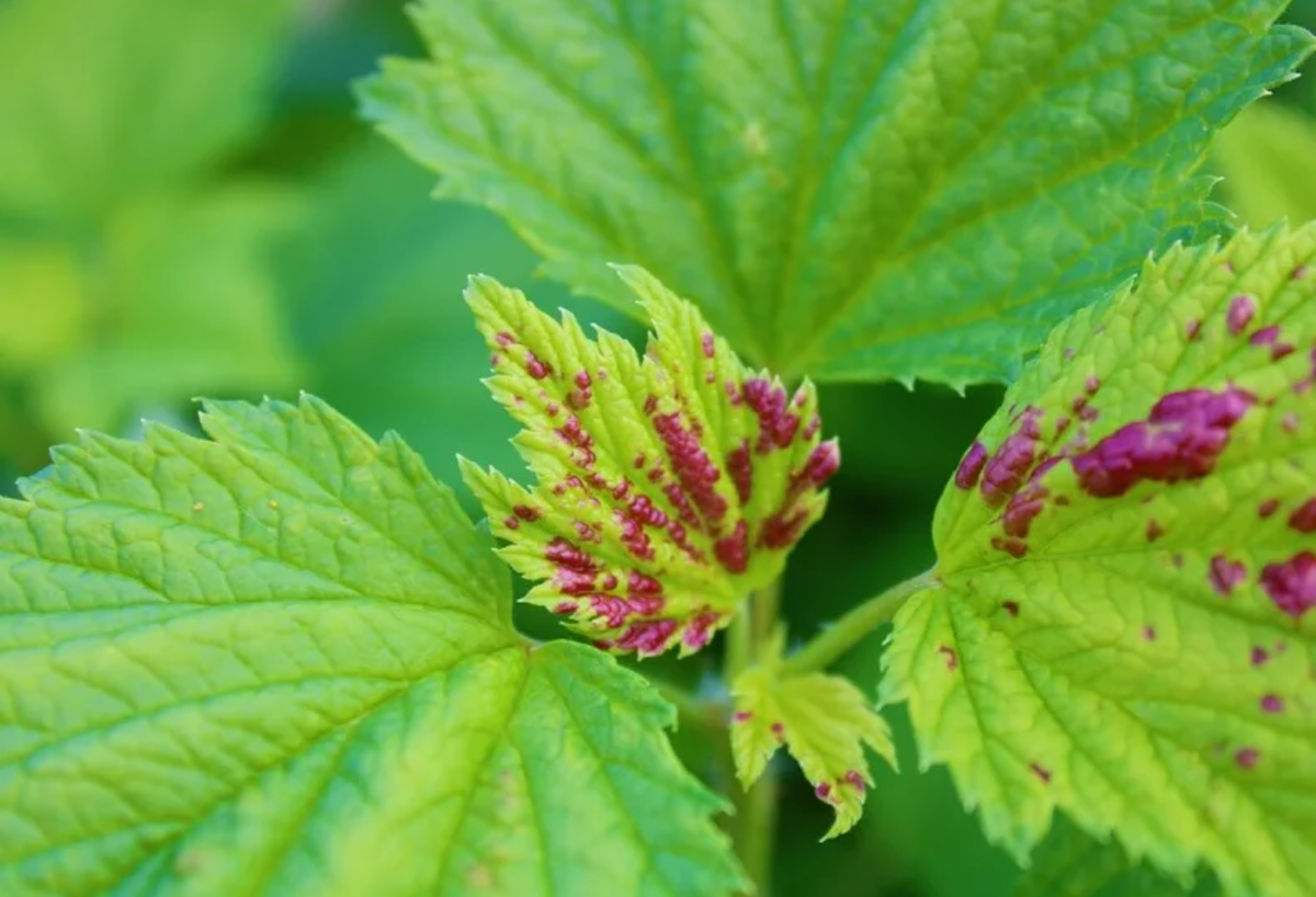 Источник фото: kasheloff.ru