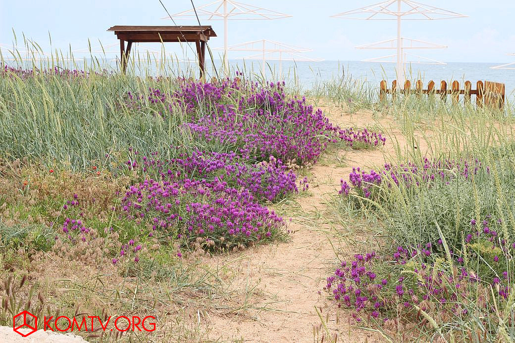 Цветущие астрагалы на дюнах Золотого пляжа, внесены в Красный список Европы