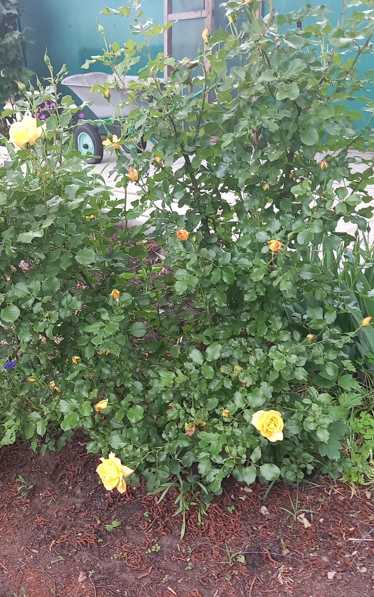 вся в бутонах, зеленая...