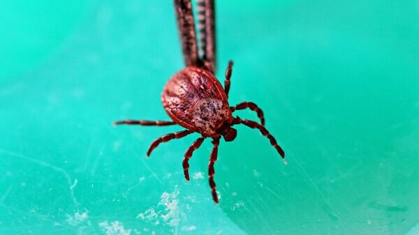    © Sputnik / Игорь Зарембо