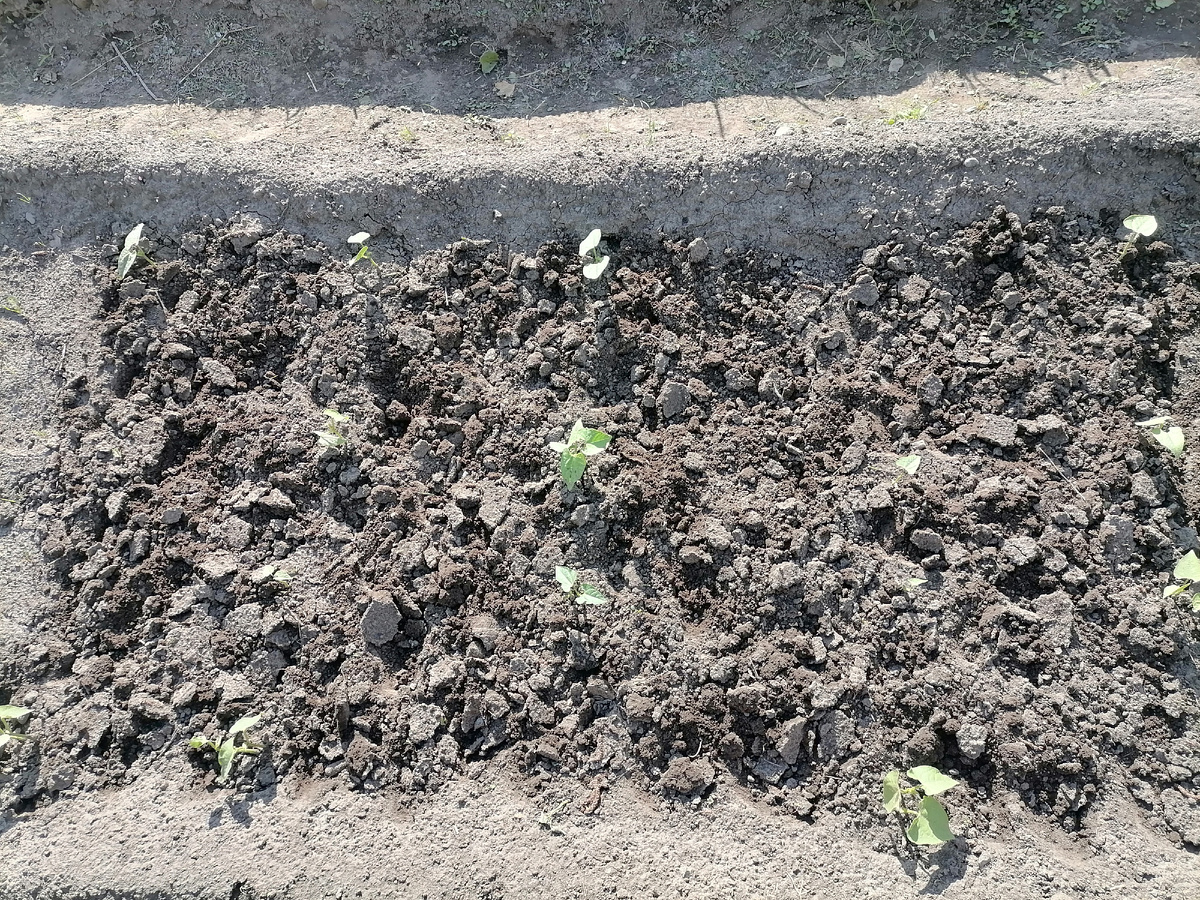 Скоро они вырастут, я верю.