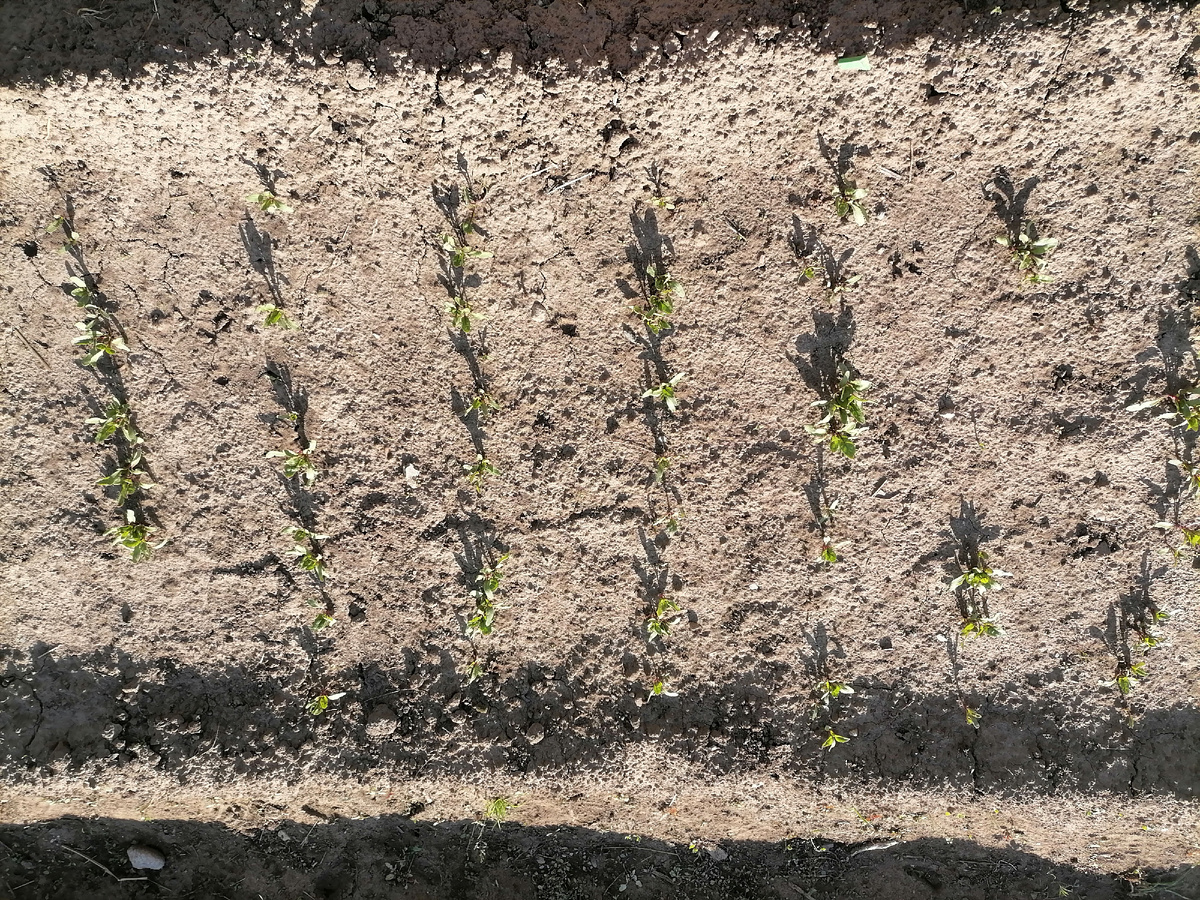 Свёкла тоже причудливо взошла, из серии, где-то густо, где-то пусто.