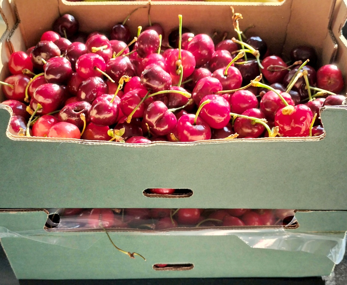 Черешня у фермеров
