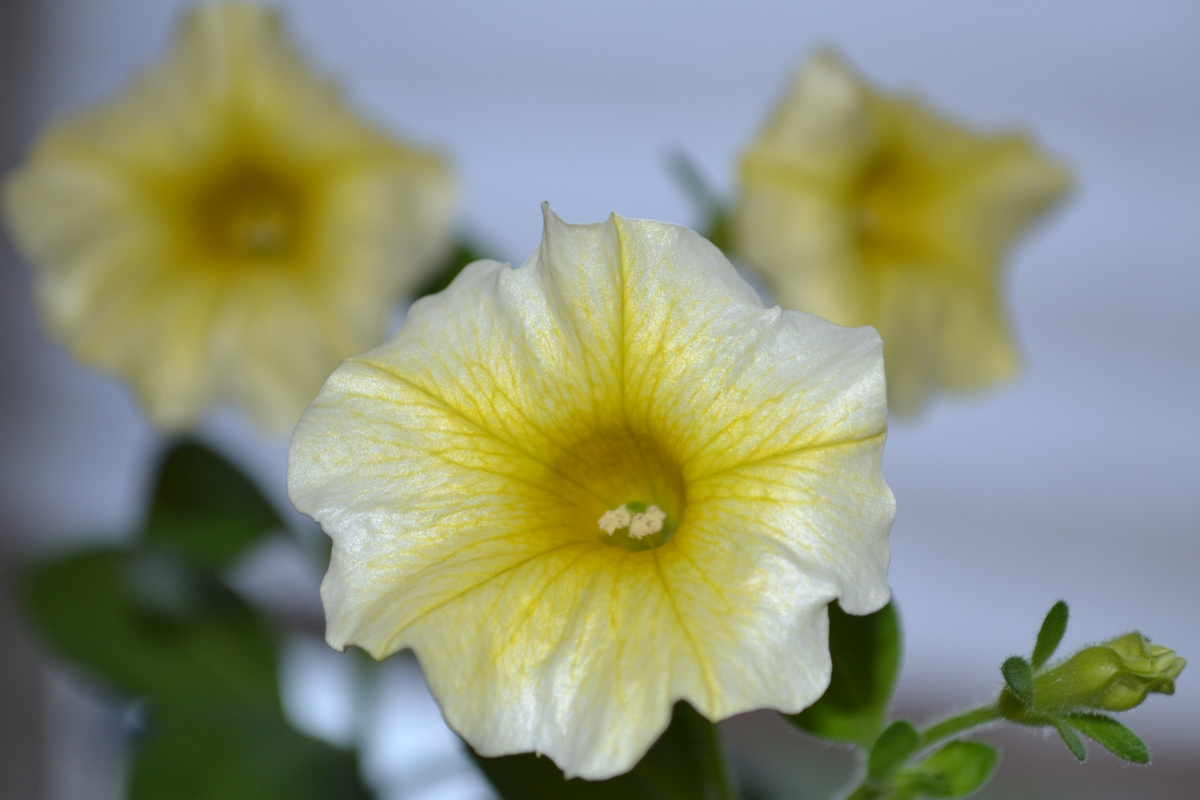 Уже надо их чикать, но жалко, однако