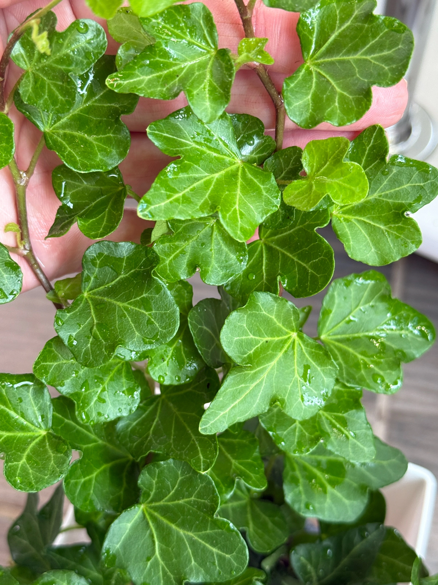 Плющи сортовые