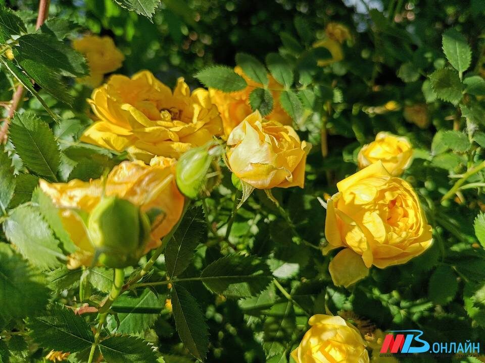    Фото: МТВ.ОНЛАЙН / Елизавета Денисова