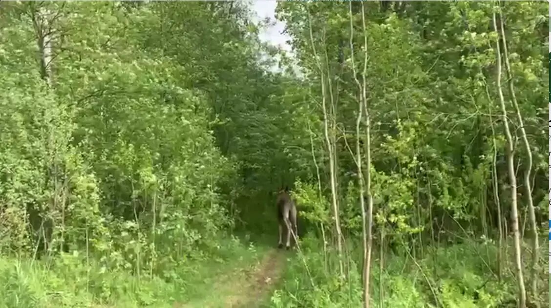    Фото: скриншот из видео пресс-службы комитета по природопользованию Петербурга.