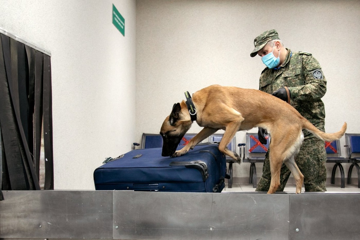    В аэропорту Сургута уничтожили более 5 килограммов опасных семян и бобовых