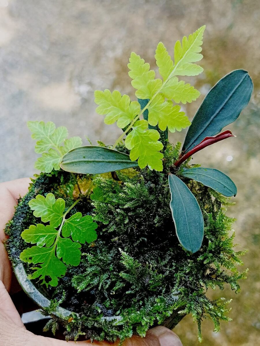 Фото Native из ФБ