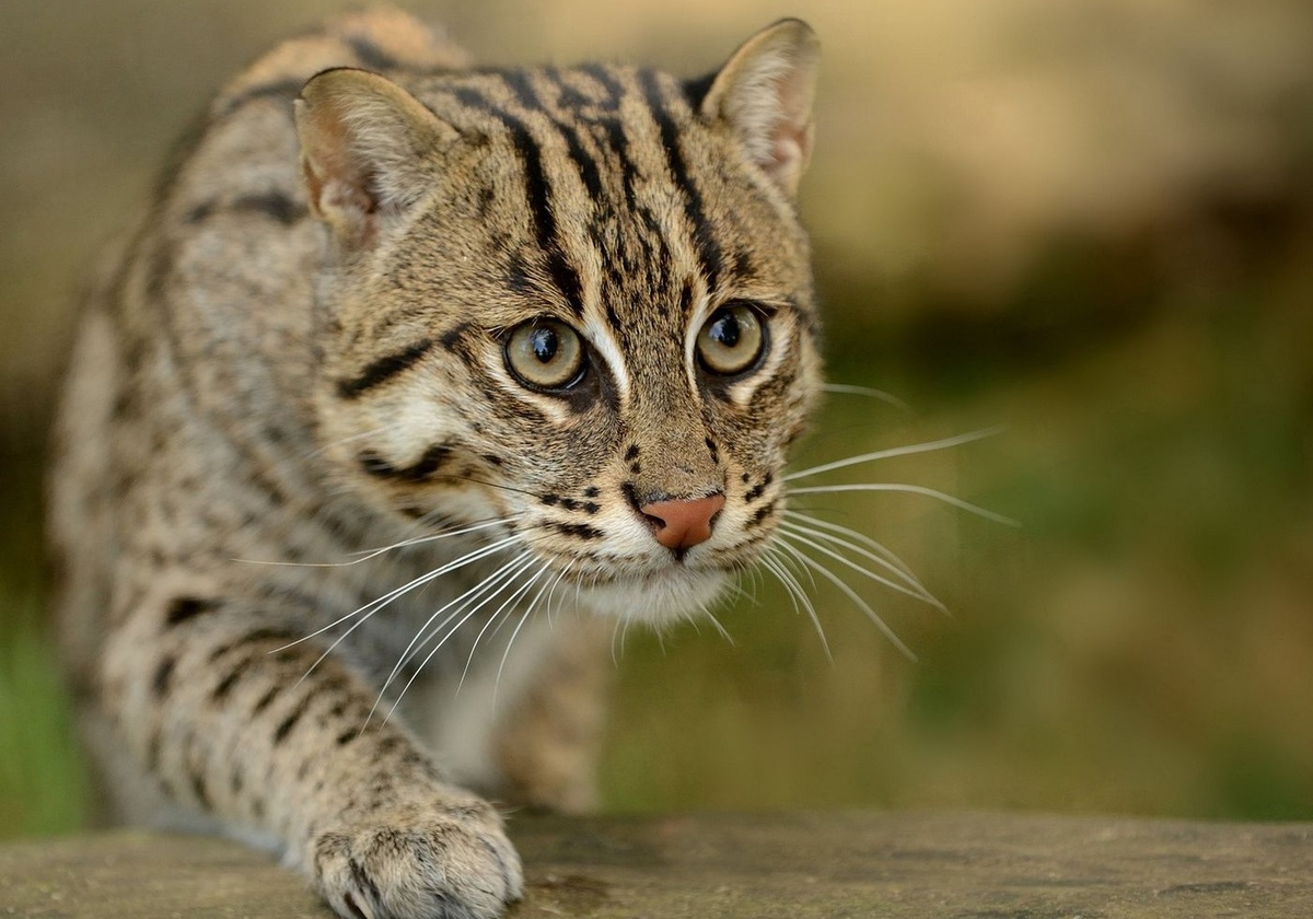 Кошка-рыболов