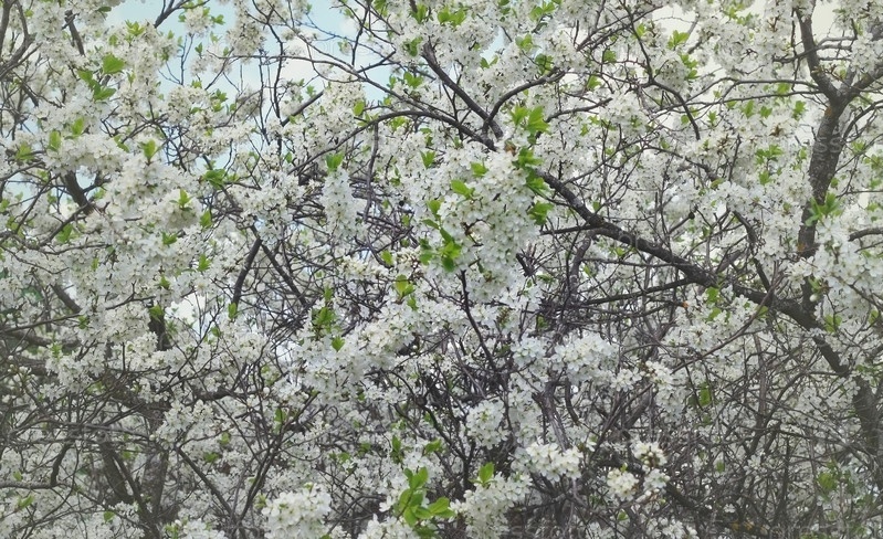 Фото: вишнёвый сад в цвету