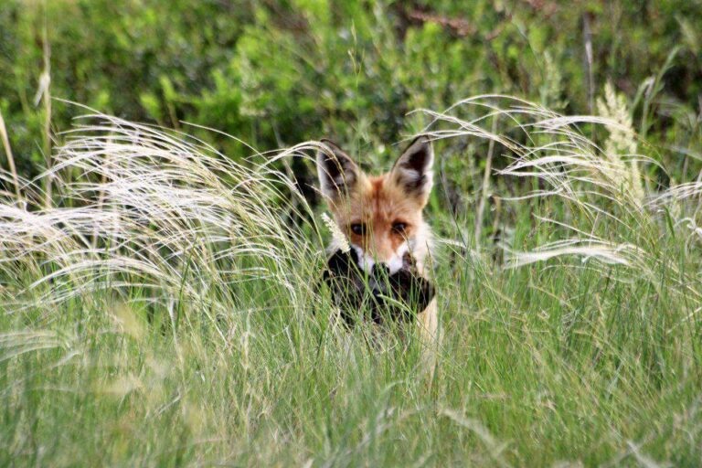    Забот полон рот. В Красногвардейском районе лисица наловила своим детям мышей на завтрак Марина Шарт