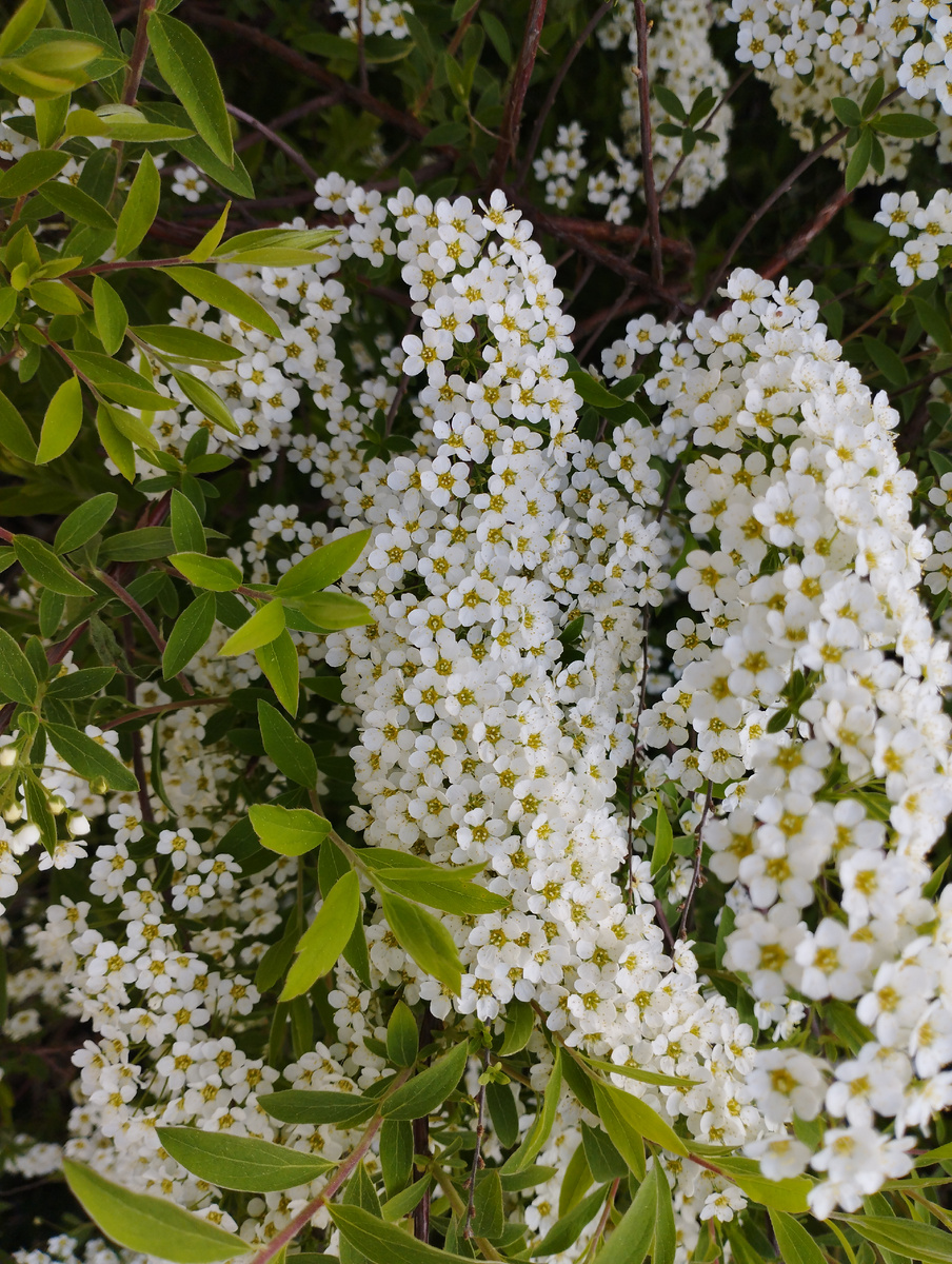 Фото автора. Спирея в цвету. 